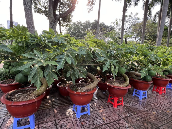 Chậu lan hồ điệp, mai vàng tiền tỉ xuất hiện tại TP HCM- Ảnh 12. Chậu lan hồ điệp, mai vàng tiền tỉ xuất hiện tại TP HCM- Ảnh 12.