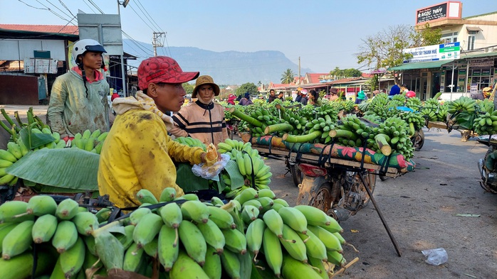 Tấp nập chợ chuối mật mốc lớn nhất miền Trung ngày cận Tết- Ảnh 7. Tấp nập chợ chuối mật mốc lớn nhất miền Trung ngày cận Tết- Ảnh 7.