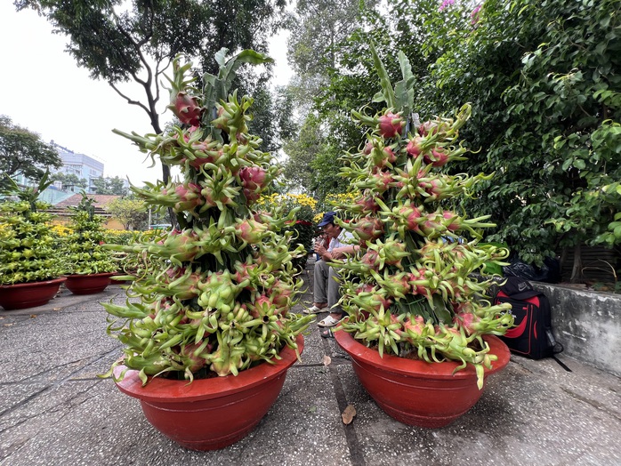 Chậu lan hồ điệp, mai vàng tiền tỉ xuất hiện tại TP HCM- Ảnh 13. Chậu lan hồ điệp, mai vàng tiền tỉ xuất hiện tại TP HCM- Ảnh 13.