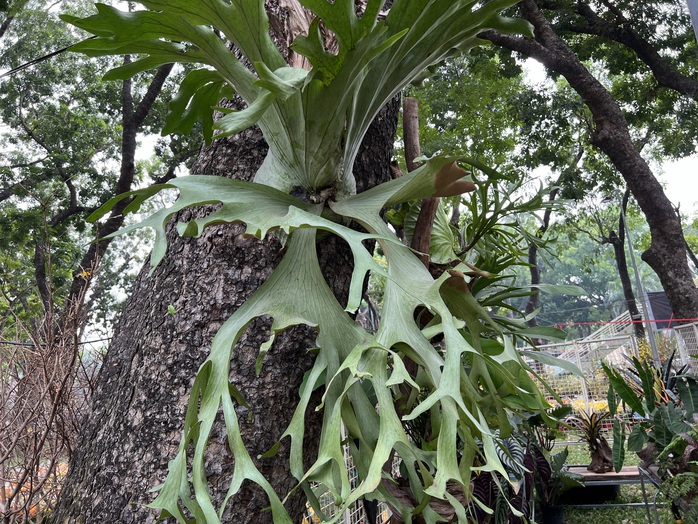 Chậu lan hồ điệp, mai vàng tiền tỉ xuất hiện tại TP HCM- Ảnh 11. Chậu lan hồ điệp, mai vàng tiền tỉ xuất hiện tại TP HCM- Ảnh 11.