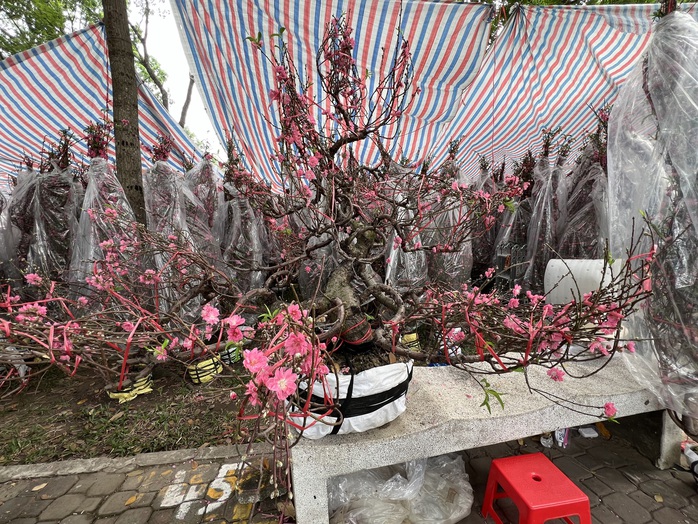 Chậu lan hồ điệp, mai vàng tiền tỉ xuất hiện tại TP HCM- Ảnh 8. Chậu lan hồ điệp, mai vàng tiền tỉ xuất hiện tại TP HCM- Ảnh 8.