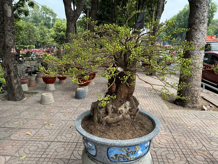 Chậu lan hồ điệp, mai vàng tiền tỉ xuất hiện tại TP HCM- Ảnh 3. Chậu lan hồ điệp, mai vàng tiền tỉ xuất hiện tại TP HCM- Ảnh 3.