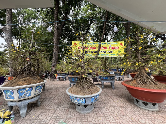Chậu lan hồ điệp, mai vàng tiền tỉ xuất hiện tại TP HCM- Ảnh 4. Chậu lan hồ điệp, mai vàng tiền tỉ xuất hiện tại TP HCM- Ảnh 4.