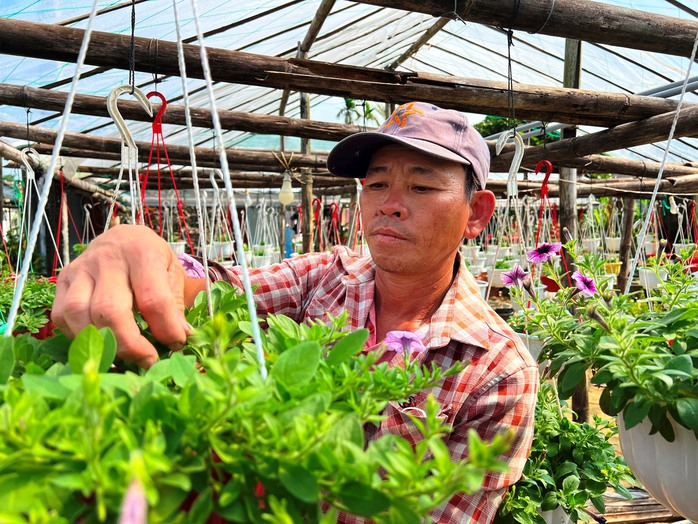 Làng hoa cúc lớn nhất nhì miền Trung tất bật ngày cuối năm- Ảnh 6. Làng hoa cúc lớn nhất nhì miền Trung tất bật ngày cuối năm- Ảnh 6.
