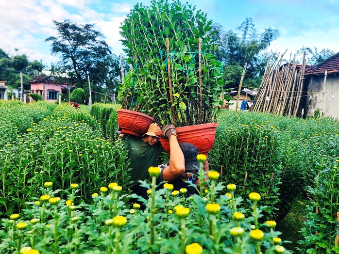Làng hoa cúc lớn nhất nhì miền Trung tất bật ngày cuối năm- Ảnh 1. Làng hoa cúc lớn nhất nhì miền Trung tất bật ngày cuối năm- Ảnh 1.