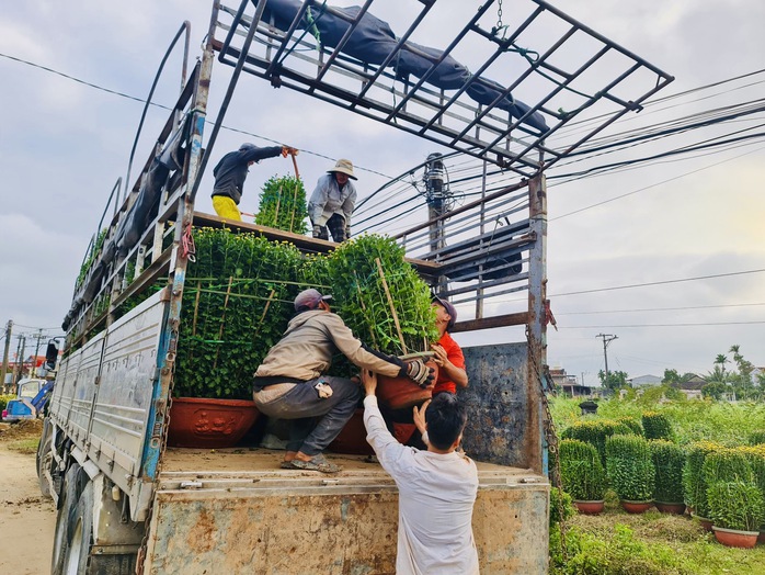 Làng hoa cúc lớn nhất nhì miền Trung tất bật ngày cuối năm- Ảnh 4. Làng hoa cúc lớn nhất nhì miền Trung tất bật ngày cuối năm- Ảnh 4.