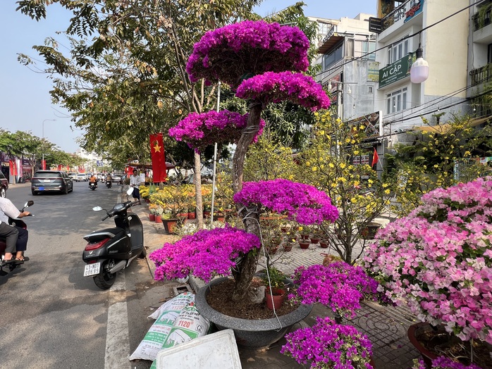 Chậu lan hồ điệp, mai vàng tiền tỉ xuất hiện tại TP HCM- Ảnh 16. Chậu lan hồ điệp, mai vàng tiền tỉ xuất hiện tại TP HCM- Ảnh 16.