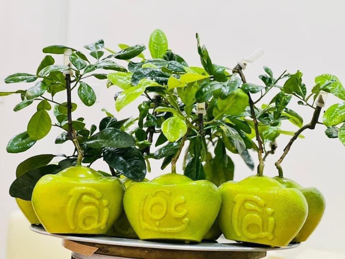 Bưởi Tết đắp chữ nổi, hình rồng gần nửa triệu đồng/cặp vẫn không có hàng bán- Ảnh 4. Bưởi Tết đắp chữ nổi, hình rồng gần nửa triệu đồng/cặp vẫn không có hàng bán- Ảnh 4.
