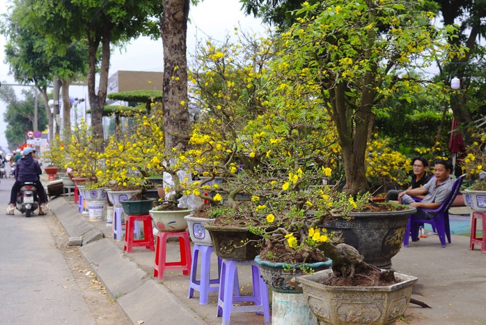 Tấp nập chợ hoa xuân Đà Nẵng, Quảng Ngãi ngày giáp tết- Ảnh 3. Tấp nập chợ hoa xuân Đà Nẵng, Quảng Ngãi ngày giáp tết- Ảnh 3.
