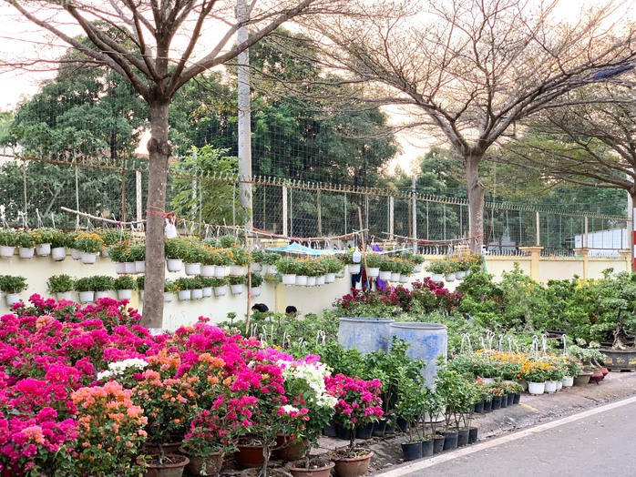 Chợ hoa ngập tràn sắc màu Chợ hoa ngập tràn sắc màu