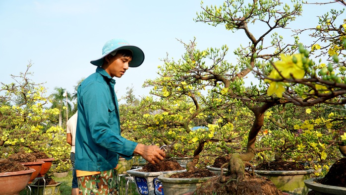 Tấp nập chợ hoa xuân Đà Nẵng, Quảng Ngãi ngày giáp tết- Ảnh 9.