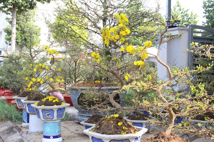 Một năm khó khăn, thương lái ở Bình Dương lo hoa ế đến đêm 30 Tết- Ảnh 8. Một năm khó khăn, thương lái ở Bình Dương lo hoa ế đến đêm 30 Tết- Ảnh 8.