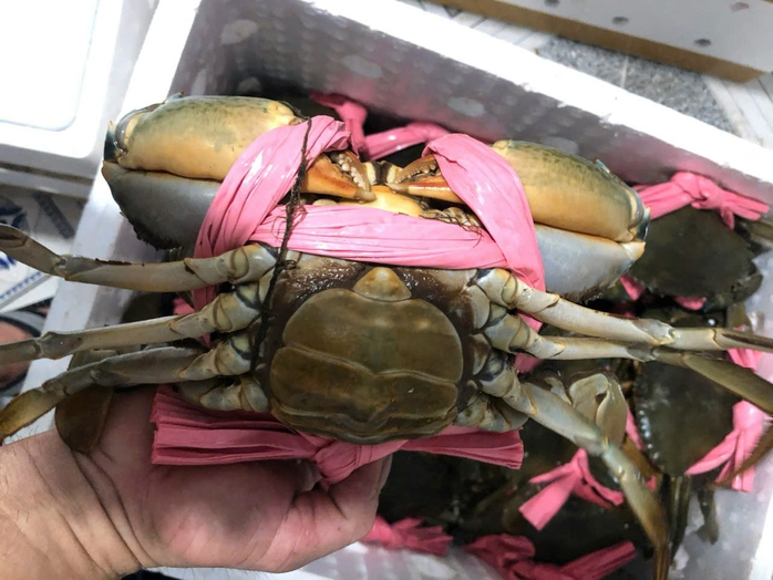 Cua gạch Cà Mau giảm giá 200.000 đồng/kg- Ảnh 1. Cua gạch Cà Mau giảm giá 200.000 đồng/kg- Ảnh 1.