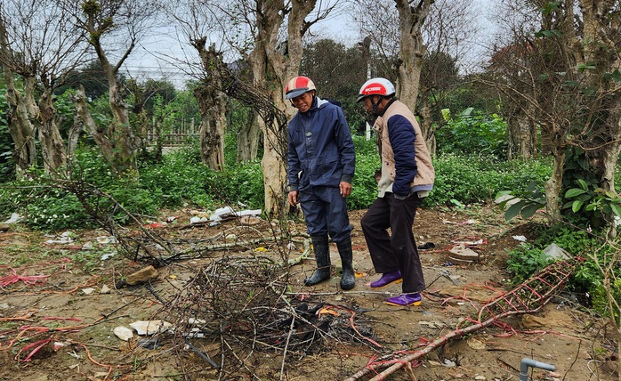 Đào rừng vứt thành đống trên phố ngày 30 Tết- Ảnh 11. Đào rừng vứt thành đống trên phố ngày 30 Tết- Ảnh 11.