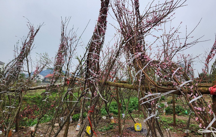 Đào rừng vứt thành đống trên phố ngày 30 Tết- Ảnh 8. Đào rừng vứt thành đống trên phố ngày 30 Tết- Ảnh 8.