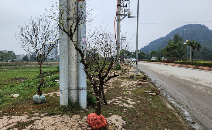 Đào rừng vứt thành đống trên phố ngày 30 Tết- Ảnh 15. Đào rừng vứt thành đống trên phố ngày 30 Tết- Ảnh 15.