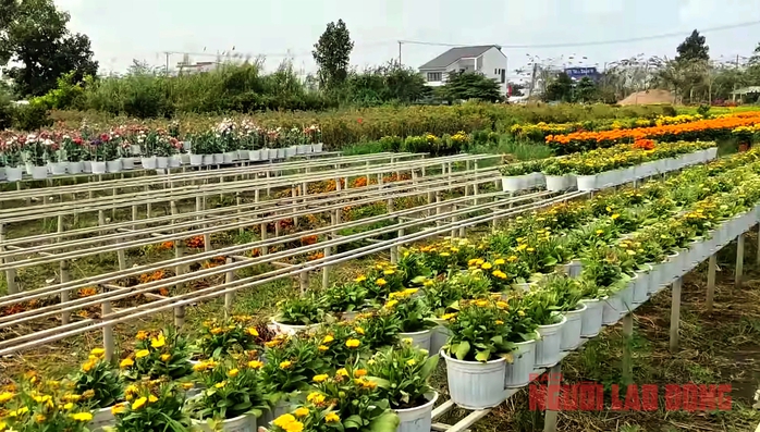 Nhà vườn Sa Đéc nhổ bỏ hoa trước ngày 30 Tết- Ảnh 1. Nhà vườn Sa Đéc nhổ bỏ hoa trước ngày 30 Tết- Ảnh 1.