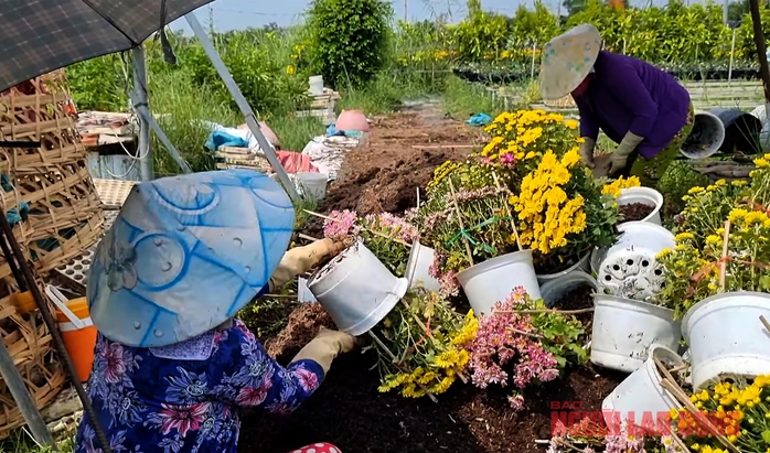 Nhà vườn Sa Đéc nhổ bỏ hoa trước ngày 30 Tết- Ảnh 3. Nhà vườn Sa Đéc nhổ bỏ hoa trước ngày 30 Tết- Ảnh 3.