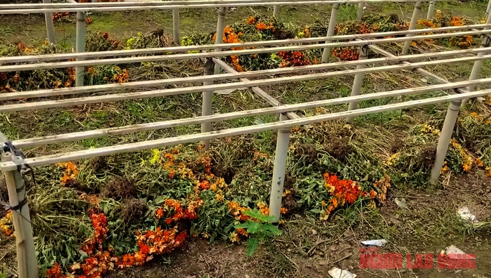 Nhà vườn Sa Đéc nhổ bỏ hoa trước ngày 30 Tết- Ảnh 4. Nhà vườn Sa Đéc nhổ bỏ hoa trước ngày 30 Tết- Ảnh 4.