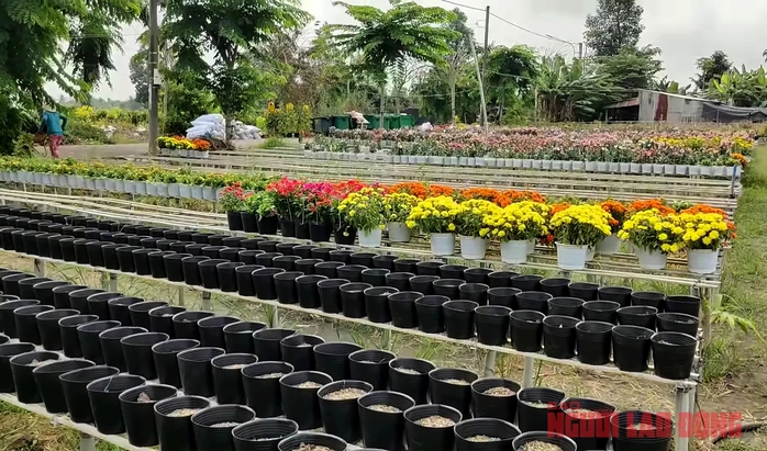 Nhà vườn Sa Đéc nhổ bỏ hoa trước ngày 30 Tết- Ảnh 5. Nhà vườn Sa Đéc nhổ bỏ hoa trước ngày 30 Tết- Ảnh 5.