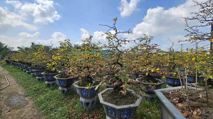 Sắc vàng rực rỡ ở làng mai Háo Đức- Ảnh 2. Sắc vàng rực rỡ ở làng mai Háo Đức- Ảnh 2.