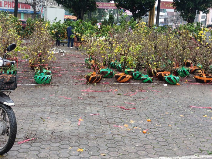 Chiều 30 Tết, cây cảnh giảm giá kịch sàn nhưng không có người mua- Ảnh 5. Chiều 30 Tết, cây cảnh giảm giá kịch sàn nhưng không có người mua- Ảnh 5.
