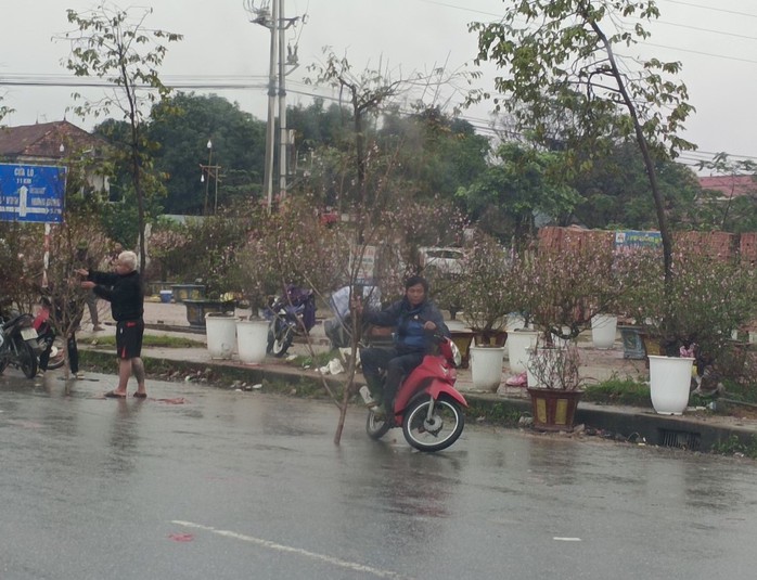 Chiều 30 Tết, cây cảnh giảm giá kịch sàn nhưng không có người mua- Ảnh 8. Chiều 30 Tết, cây cảnh giảm giá kịch sàn nhưng không có người mua- Ảnh 8.