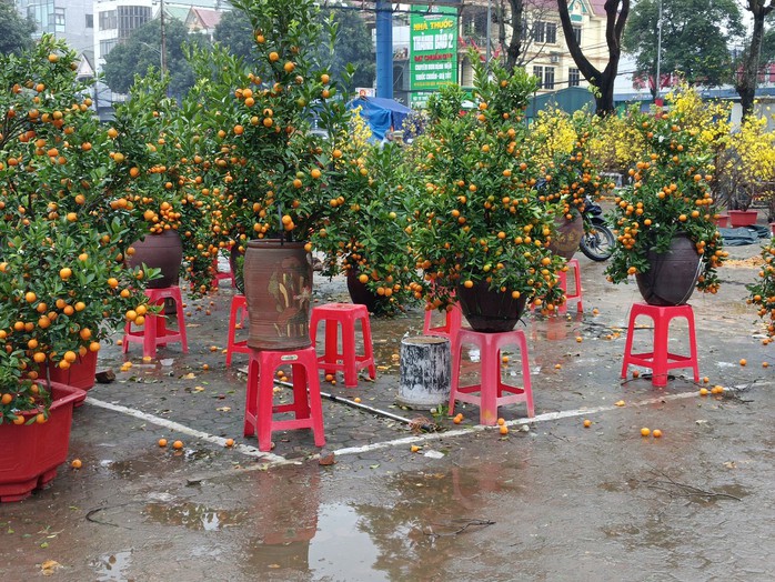 Chiều 30 Tết, cây cảnh giảm giá kịch sàn nhưng không có người mua- Ảnh 4. Chiều 30 Tết, cây cảnh giảm giá kịch sàn nhưng không có người mua- Ảnh 4.