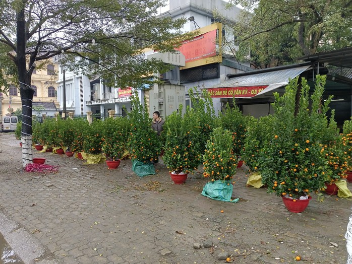 Chiều 30 Tết, cây cảnh giảm giá kịch sàn nhưng không có người mua- Ảnh 7. Chiều 30 Tết, cây cảnh giảm giá kịch sàn nhưng không có người mua- Ảnh 7.