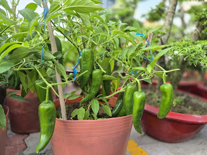 Nhà vườn bông giấy thắng lớn ở Hội hoa xuân Bến Bình Đông- Ảnh 13. Nhà vườn bông giấy thắng lớn ở Hội hoa xuân Bến Bình Đông- Ảnh 13.
