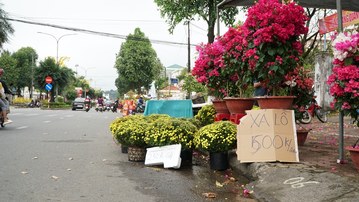 30 Tết: Hoa trên nhiều tỉnh, thành đua nhau “xả lỗ”- Ảnh 14. 30 Tết: Hoa trên nhiều tỉnh, thành đua nhau “xả lỗ”- Ảnh 14.