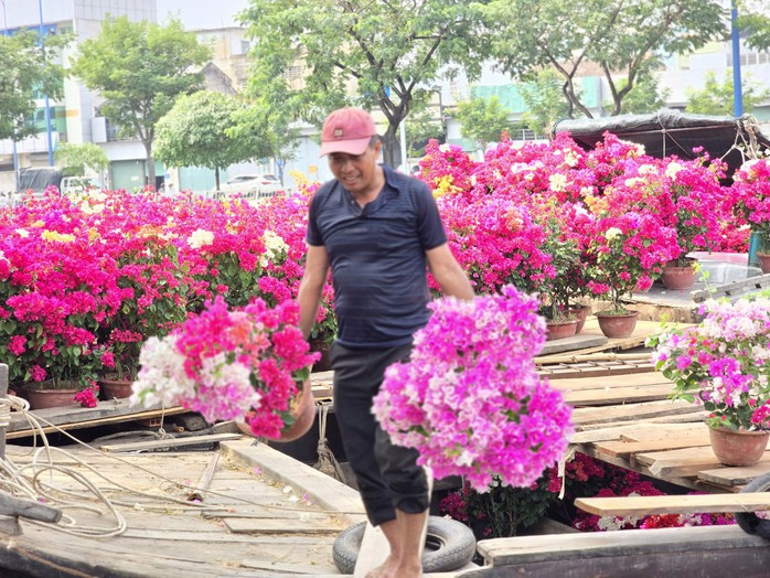 Nhà vườn bông giấy thắng lớn ở Hội hoa xuân Bến Bình Đông- Ảnh 4. Nhà vườn bông giấy thắng lớn ở Hội hoa xuân Bến Bình Đông- Ảnh 4.