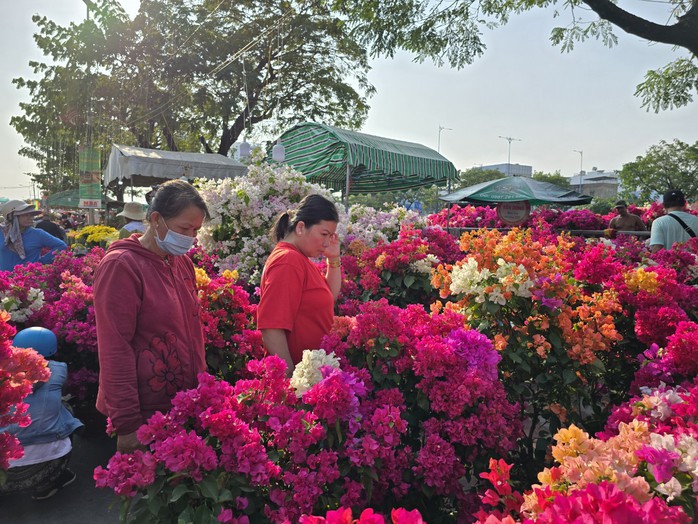 Nhà vườn bông giấy thắng lớn ở Hội hoa xuân Bến Bình Đông- Ảnh 3. Nhà vườn bông giấy thắng lớn ở Hội hoa xuân Bến Bình Đông- Ảnh 3.