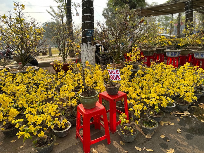 30 Tết: Hoa trên nhiều tỉnh, thành đua nhau “xả lỗ”- Ảnh 8. 30 Tết: Hoa trên nhiều tỉnh, thành đua nhau “xả lỗ”- Ảnh 8.
