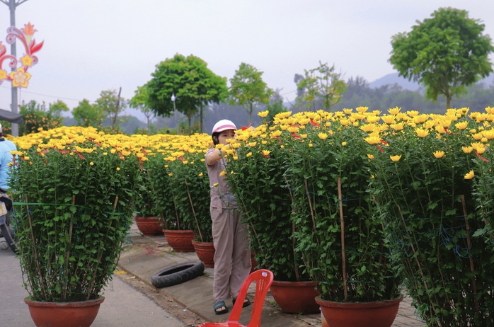 30 Tết: Hoa trên nhiều tỉnh, thành đua nhau “xả lỗ”- Ảnh 20. 30 Tết: Hoa trên nhiều tỉnh, thành đua nhau “xả lỗ”- Ảnh 20.