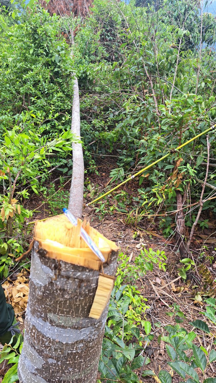 Chủ đầu tư thủy điện phá rừng: Quảng Nam yêu cầu làm rõ trách nhiệm- Ảnh 1. Chủ đầu tư thủy điện phá rừng: Quảng Nam yêu cầu làm rõ trách nhiệm- Ảnh 1.