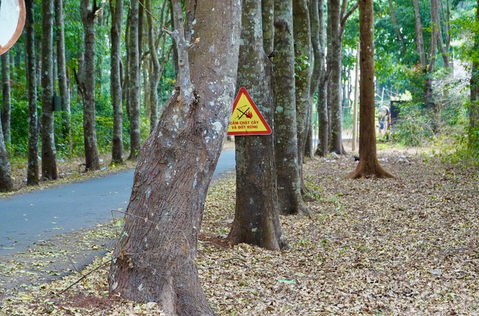 Khám phá khu rừng quý còn nguyên vẹn ở Bà Rịa- Vũng Tàu- Ảnh 8.