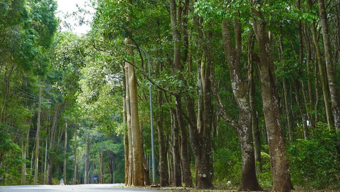Khám phá khu rừng quý còn nguyên vẹn ở Bà Rịa- Vũng Tàu- Ảnh 10.