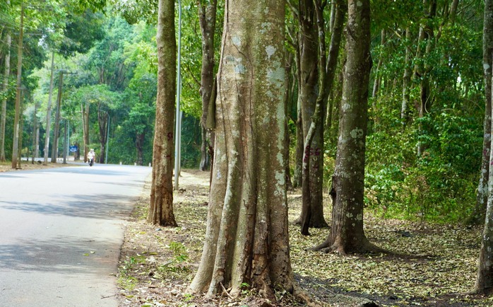 Khám phá khu rừng quý còn nguyên vẹn ở Bà Rịa- Vũng Tàu- Ảnh 7.