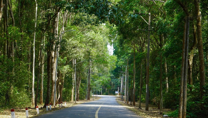 Khám phá khu rừng quý còn nguyên vẹn ở Bà Rịa- Vũng Tàu- Ảnh 1.