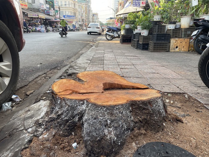 Cây hạ hàng loạt cây xanh đô thị ở Gia Lai là phương án 