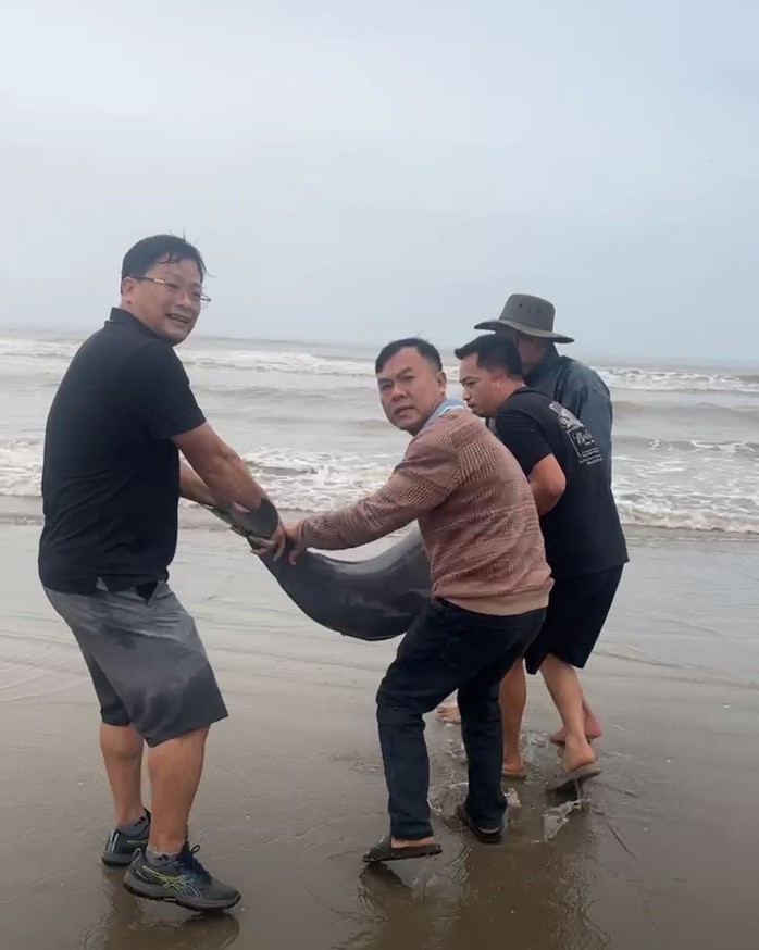 Người dân cùng chính quyền địa phương góp tiền mua lại 19 con cá heo để thả về tự nhiên- Ảnh 2. Người dân cùng chính quyền địa phương góp tiền mua lại 19 con cá heo để thả về tự nhiên- Ảnh 2.