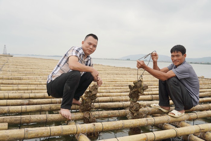 Những bè hàu treo dây sinh trưởng tốt, sắp thu hoạch của anh Trong Những bè hàu treo dây sinh trưởng tốt, sắp thu hoạch của anh Trong