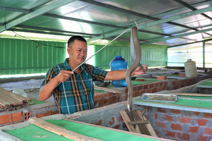 Khấm khá nhờ... rắn độc- Ảnh 1. Khấm khá nhờ... rắn độc- Ảnh 1.