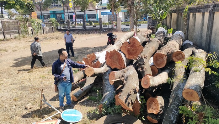 Cây hạ hàng loạt cây xanh đô thị ở Gia Lai là phương án 