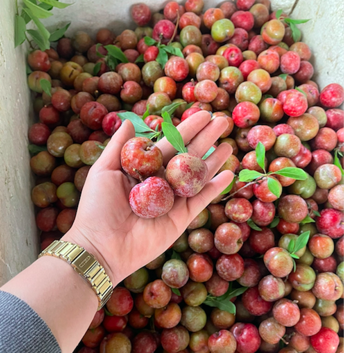 Mận hậu trái vụ đắt như tôm tươi, hơn 200 ngàn đồng/kg vẫn hút khách- Ảnh 1. Mận hậu trái vụ đắt như tôm tươi, hơn 200 ngàn đồng/kg vẫn hút khách- Ảnh 1.