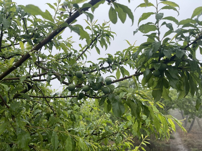 Mận hậu trái vụ đắt như tôm tươi, hơn 200 ngàn đồng/kg vẫn hút khách- Ảnh 3. Mận hậu trái vụ đắt như tôm tươi, hơn 200 ngàn đồng/kg vẫn hút khách- Ảnh 3.