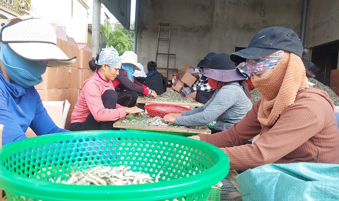 Đưa cá đi tìm nắng- Ảnh 3. Đưa cá đi tìm nắng- Ảnh 3.