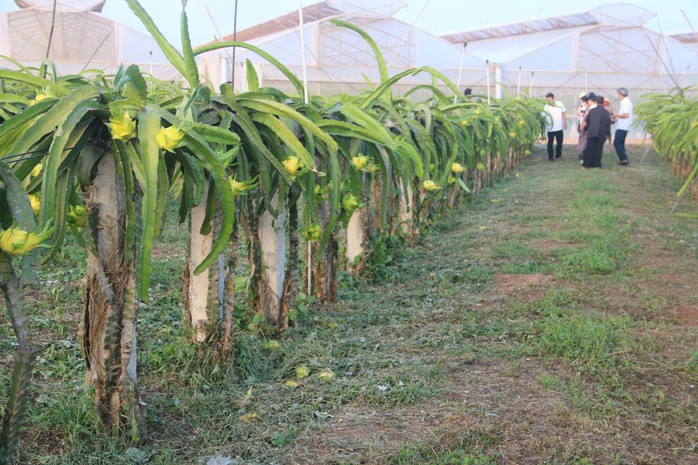 Thanh long vàng giá cao nhưng khó bán- Ảnh 1. Thanh long vàng giá cao nhưng khó bán- Ảnh 1.