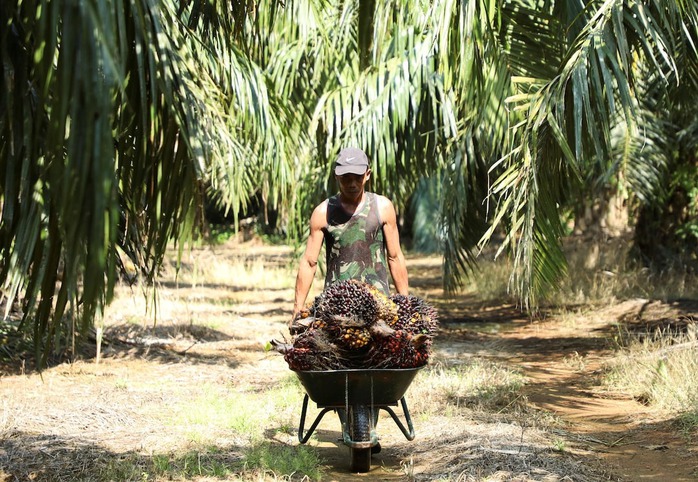 Công nhân tại một đồn điền dầu cọ ở thị trấn Kuala Selangor, bang Selangor - MalaysiaẢnh: Reuters Công nhân tại một đồn điền dầu cọ ở thị trấn Kuala Selangor, bang Selangor - MalaysiaẢnh: Reuters